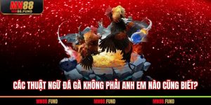 Các thuật ngữ đá gà