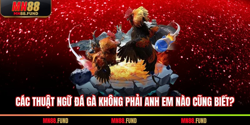 Các thuật ngữ đá gà