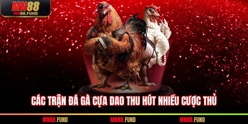 Các trận đá gà cựa dao thu hút nhiều cược thủ