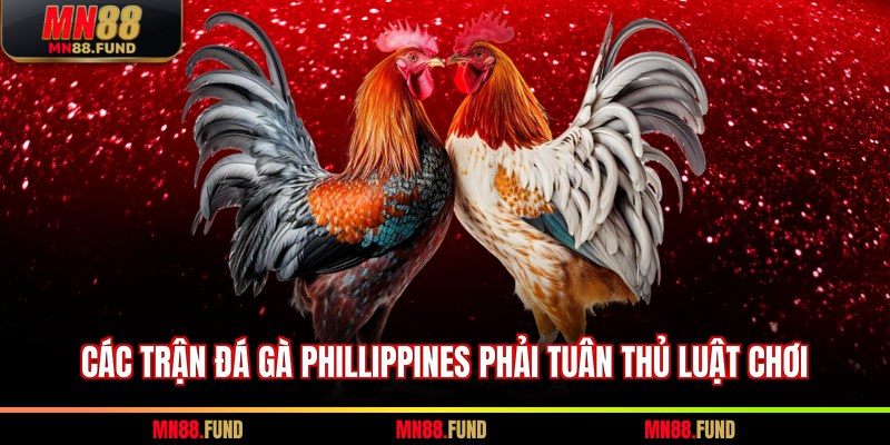 Các trận đá gà Phillippines phải tuân thủ luật chơi
