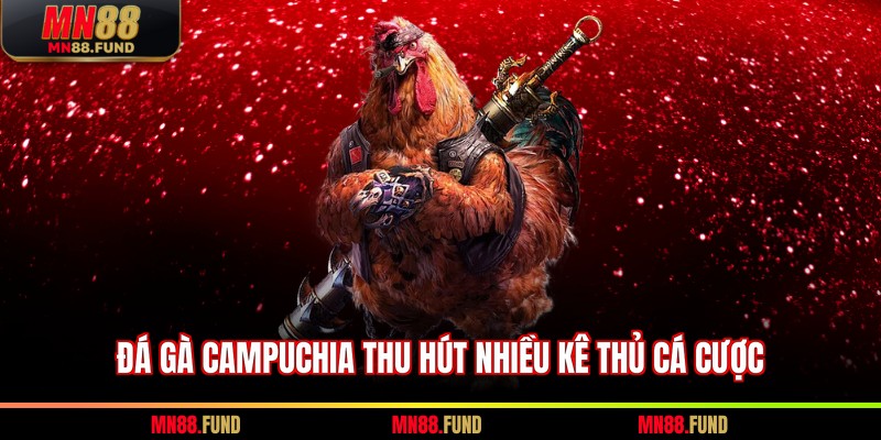 Đá gà Campuchia thu hút nhiều kê thủ cá cược