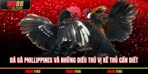 Đá gà Phillippines