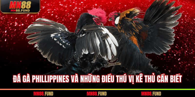 Đá gà Phillippines
