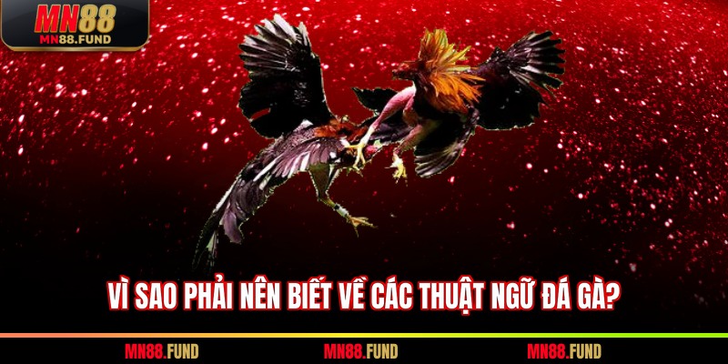 Vì sao phải nên biết về các thuật ngữ đá gà?